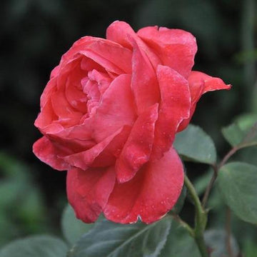 Rose - Camelot Grandiflora