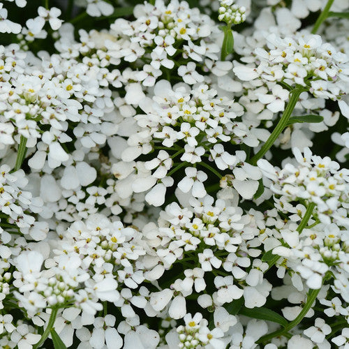 Candytuft - Purity