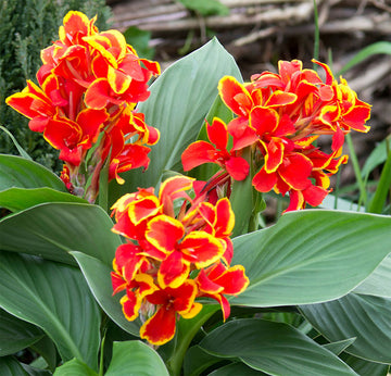 Canna - Cannova Red Golden Flame
