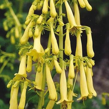 Cape Fuchsia - Colorburst Yellow