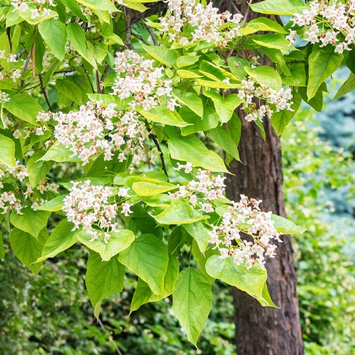 Catalpa