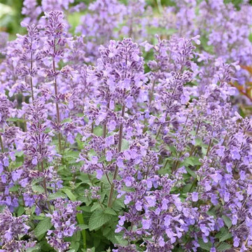 Catmint - Picture Purrfect