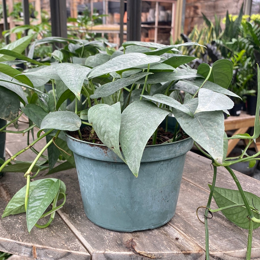 Cebu Blue Pothos 6"