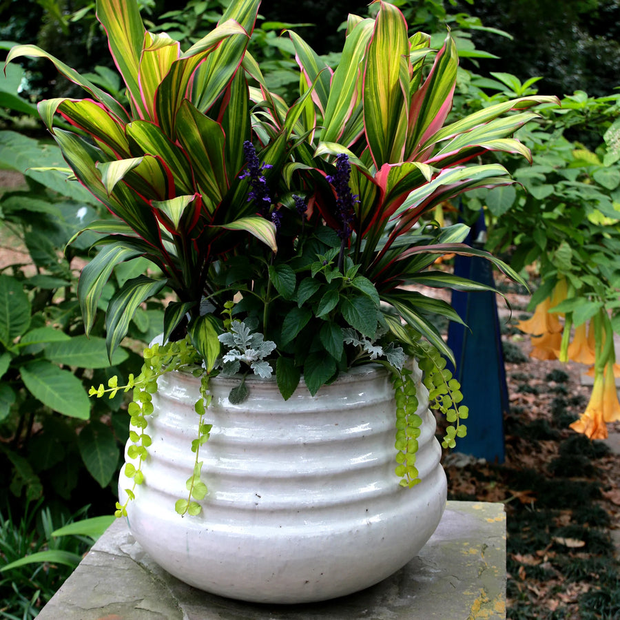 Coiled Rim Planter Oyster White