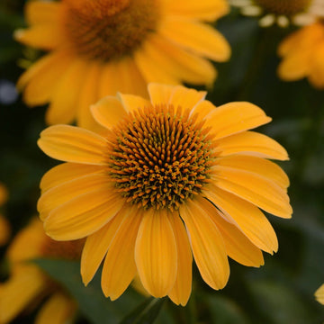 Coneflower - Guatemala Gold