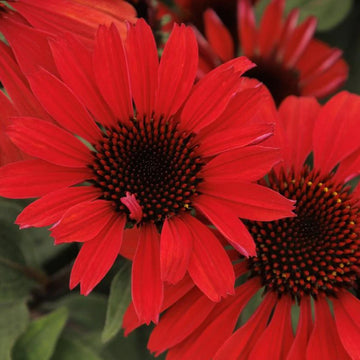 Coneflower - Panama Red