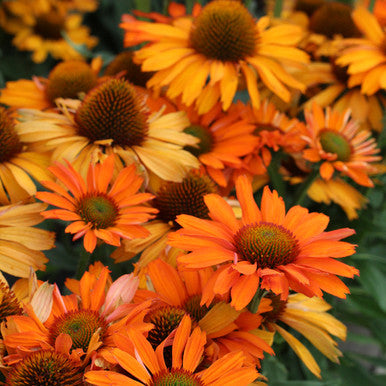 Coneflower - Prima Saffron