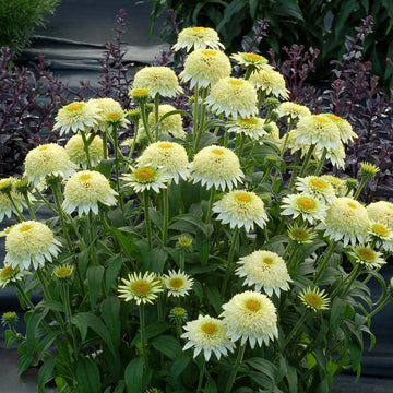 Coneflower - Puff Vanilla