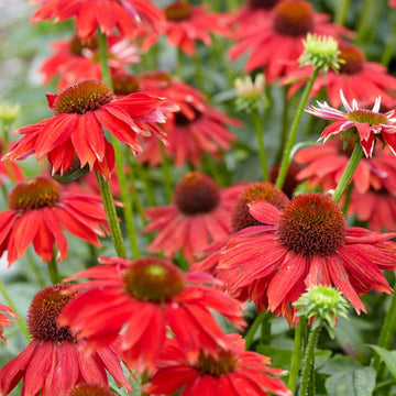 Coneflower - Sombrero Salsa Red