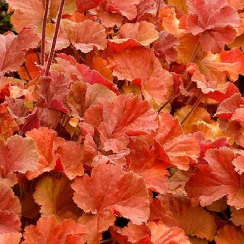 Coral Bells - Northern Exposure Amber