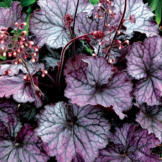 Coral Bells - Northern Exposure Purple