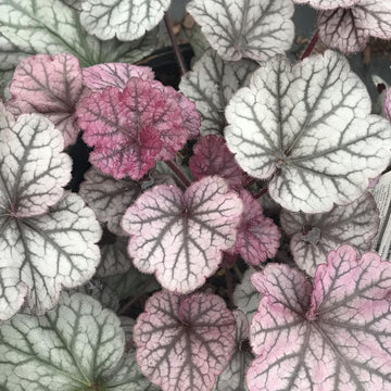 Coral Bells - Northern Exposure Silver