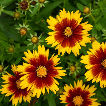 Coreopsis - Uptick Gold and Bronze