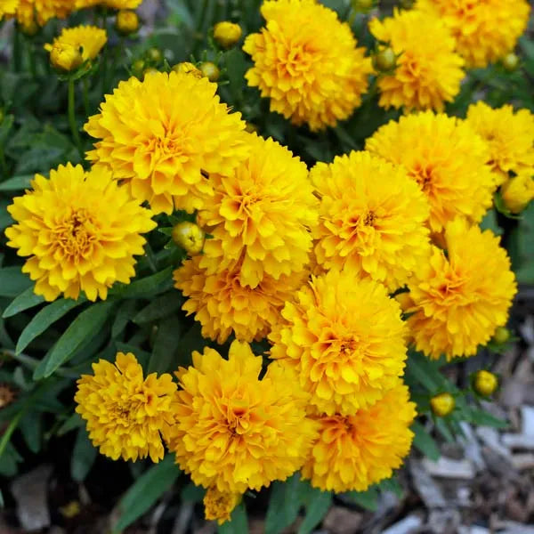 Coreopsis - Solanna Golden Sphere | Fossil Creek Tree Farm