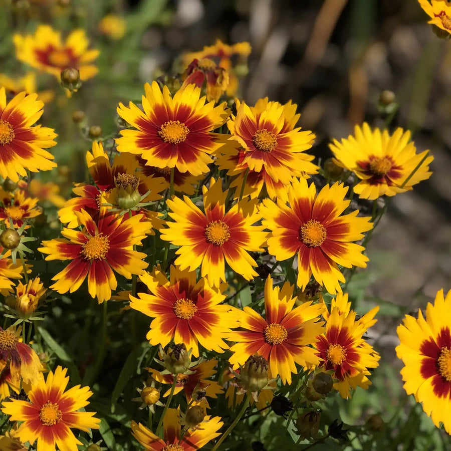 Coreopsis - Sunstar Orange