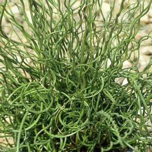 Grass - Corkscrew Juncus