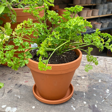 Curled Parsley In Terracotta Pot 6"