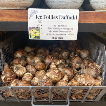 Daffodil Narcissus - Ice Follies