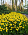 Daffodil Narcissus - Tete a Tete