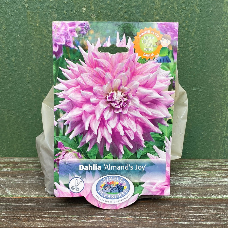 Dahlia - Almand's Joy Bulbs