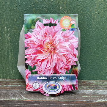 Dahlia - Bristol Stripe Bulbs