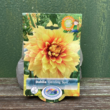 Dahlia - Dazzling Sun Bulbs