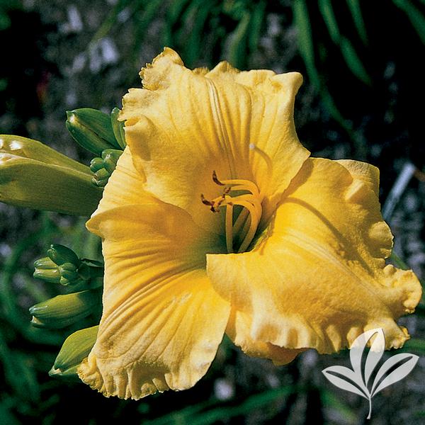 Daylily - Big Bird