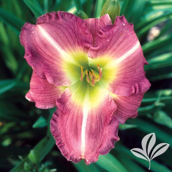 Daylily - Woodside Amethyst