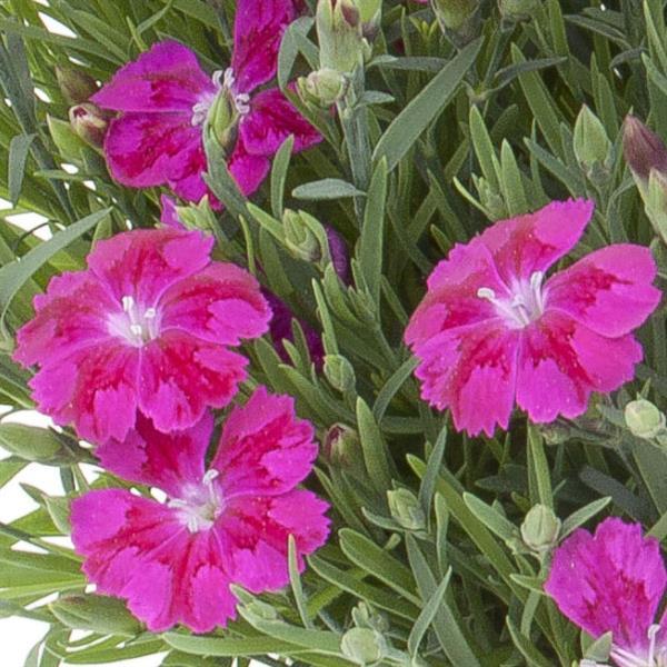 Dianthus - Dianthalot Pink Star