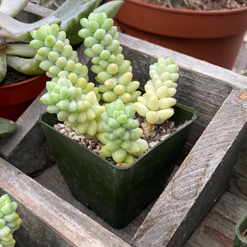 Donkey Tail Succulent 3"