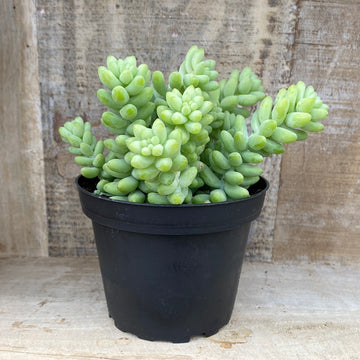 Donkey Tail Succulent 4"