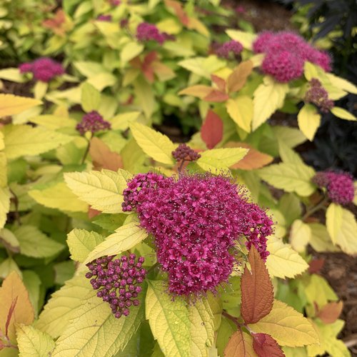 Spirea - Double Play Candy Corn Proven Winners