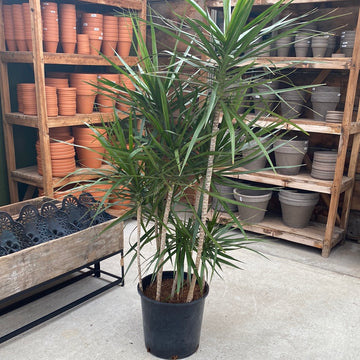 Dracaena Marginata Staggered 14"