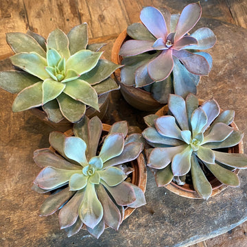 Echeveria 3"