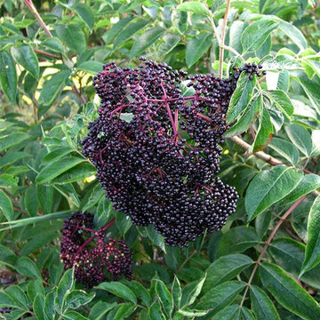 Elderberry - Wyldewood