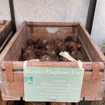 Elephant Ear - Mojito Bulb