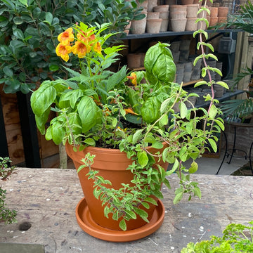 Esperanza And Herbs In Terracotta Pot 10"