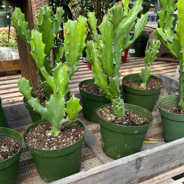 Euphorbia Lactea 6"