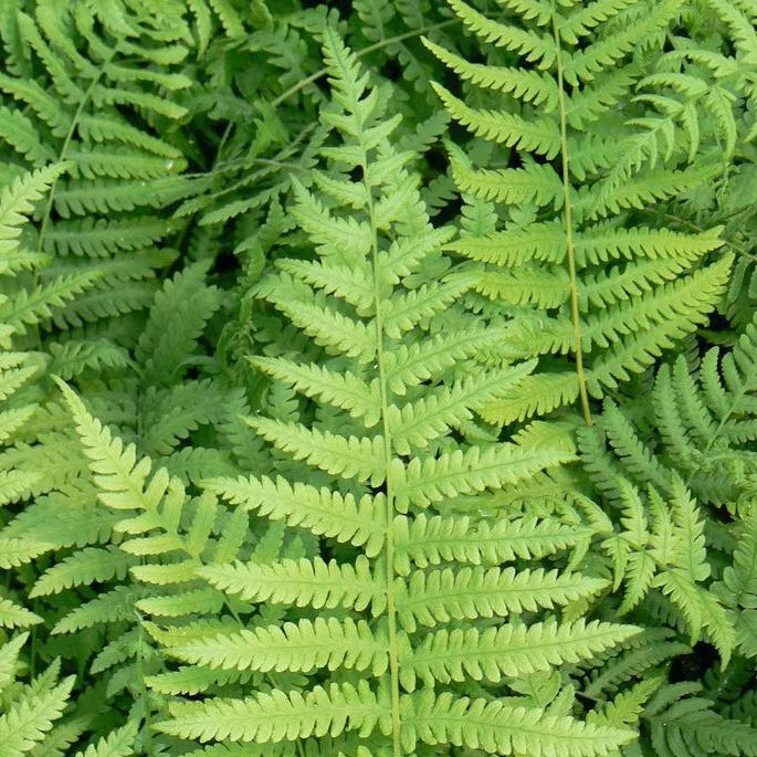 Fern - Southern Wood