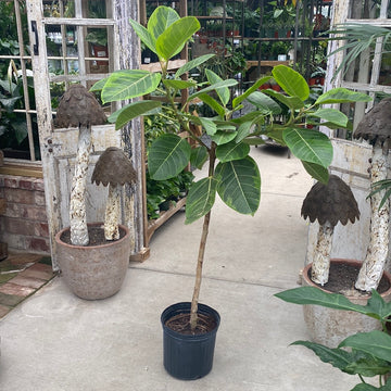 Ficus Altissima 10"