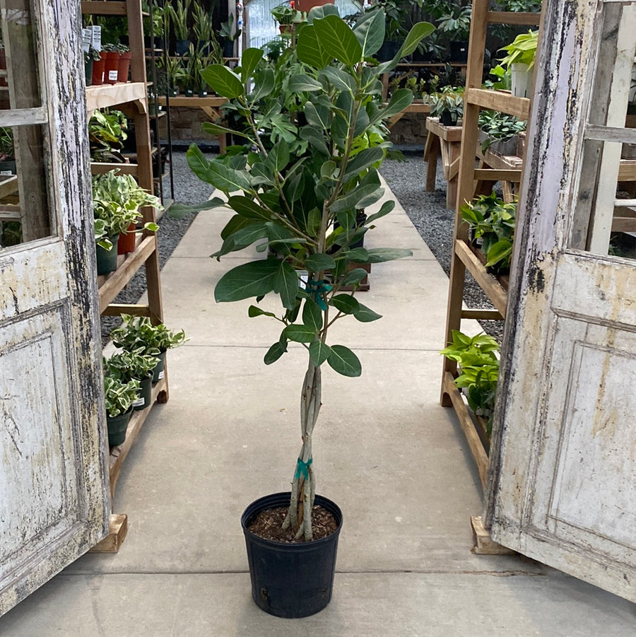 Ficus Audrey Braid 10"