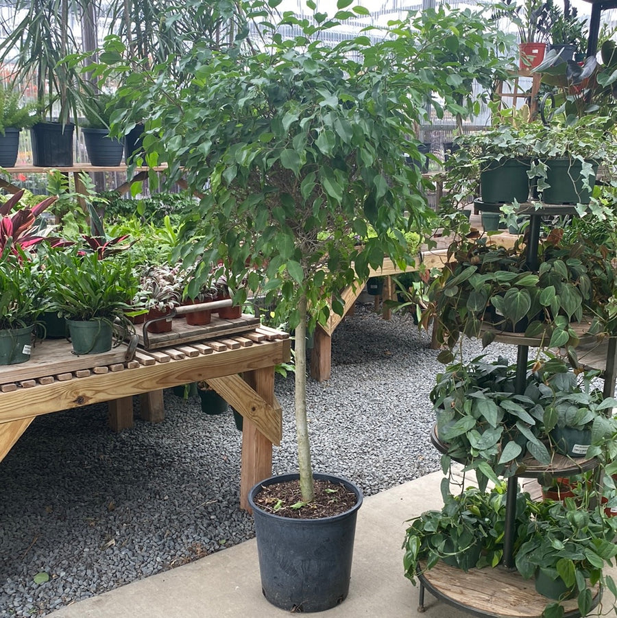 Ficus Benjamina Standard 14"