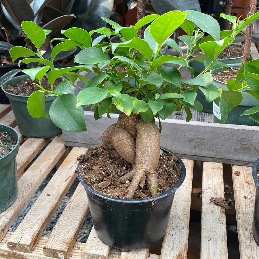 Ficus Ginseng 6"