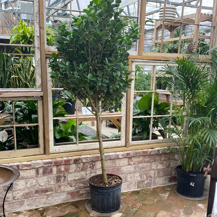 Ficus Moclame 14"