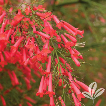 Firecracker Plant