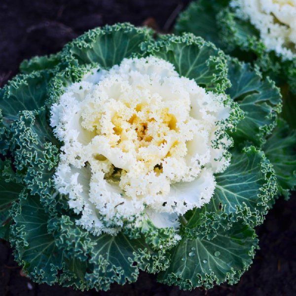 Flowering Kale - Nagoya White