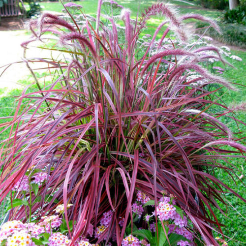 Grass - Fireworks Fountain