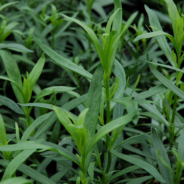 French Tarragon