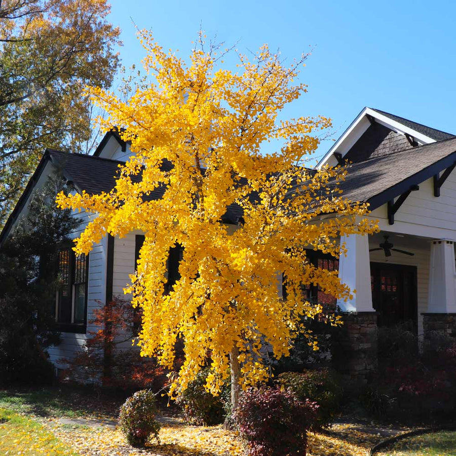 Ginkgo Tree -Autumn Gold