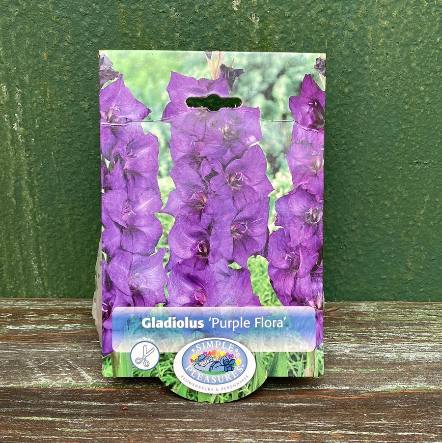 Gladiolus - Purple Flora Bulbs